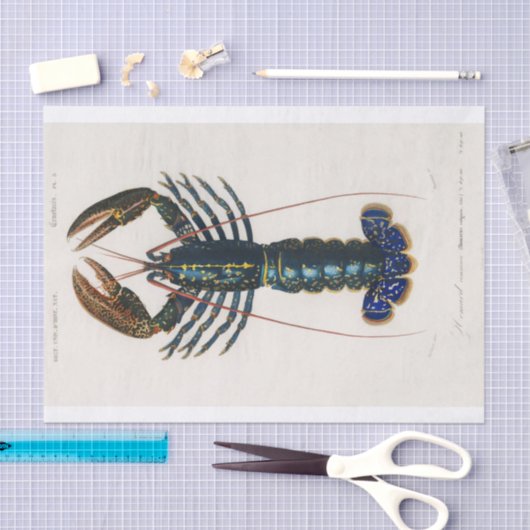 Charles Dessalines D'Orbigny | Crimson Crawfish Tissuepapier (Craft)