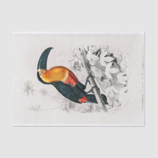 Charles Dessalines D'Orbigny | Toucan Tissuepapier