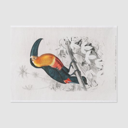 Charles Dessalines D'Orbigny | Toucan Tissuepapier (Voorkant)