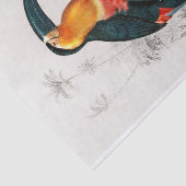 Charles Dessalines D'Orbigny | Toucan Tissuepapier (Detail)