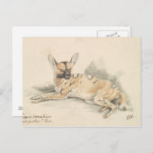 Charles Hamilton Smith - African Wild Dog Briefkaart (Voorkant / Achterkant)