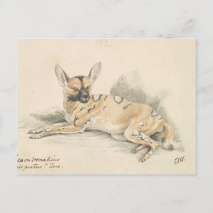 Charles Hamilton Smith - African Wild Dog Briefkaart