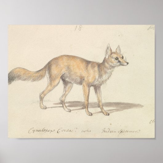 Charles Hamilton Smith - Corsac Dog-Fox Poster (Voorkant)