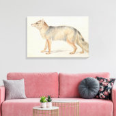 Charles Hamilton Smith - Crab-Eating Fox Canvas Afdruk (Insitu (Woonkamer))