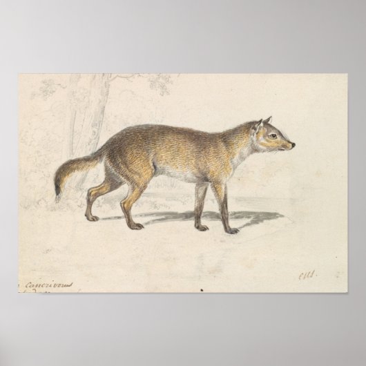Charles Hamilton Smith - Crabodago Aguara Fox Poster (Voorkant)
