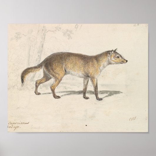 Charles Hamilton Smith - Crabodago Aguara Fox Poster (Voorkant)