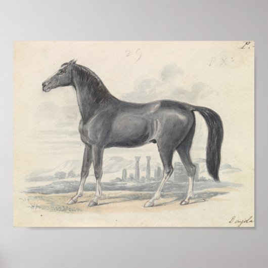 Charles Hamilton Smith - Dongola Horse Poster (Voorkant)