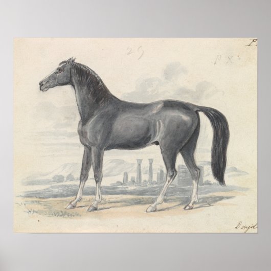 Charles Hamilton Smith - Dongola Horse Poster (Voorkant)