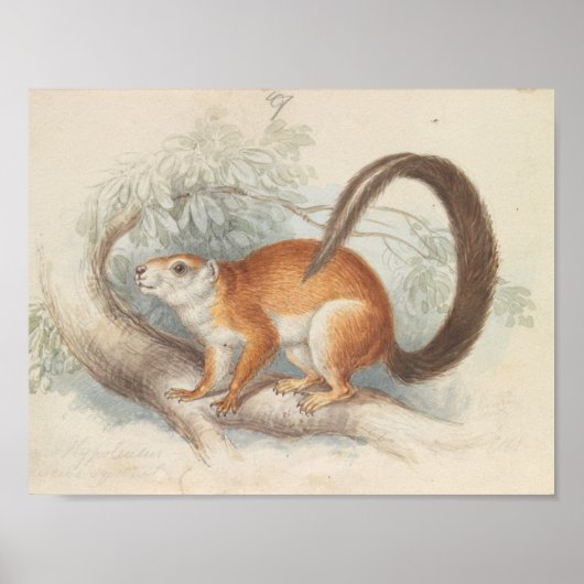 Charles Hamilton Smith - Duvaucel's eekhoorn Poster (Voorkant)