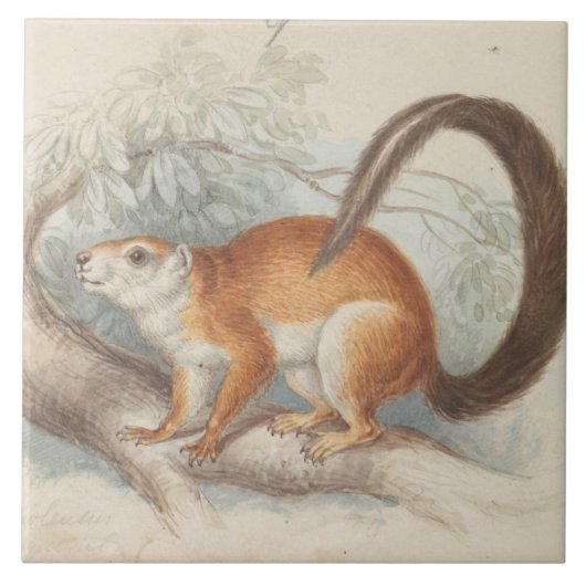 Charles Hamilton Smith - Duvaucel's eekhoorn Tegeltje (Voorkant)