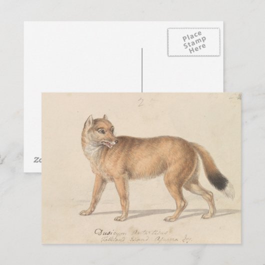 Charles Hamilton Smith - Falklandeilanden Wolf Briefkaart (Voorkant / Achterkant)