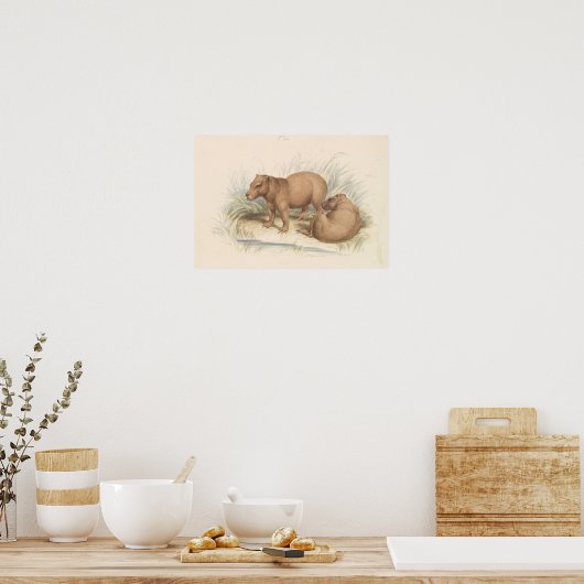 Charles Hamilton Smith - Het Capybara Poster (Keuken)