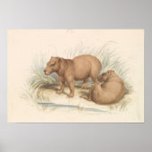 Charles Hamilton Smith - Het Capybara Poster (Voorkant)