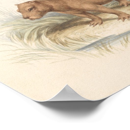 Charles Hamilton Smith - Het Capybara Poster (Hoek)
