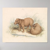 Charles Hamilton Smith - Het Capybara Poster (Voorkant)
