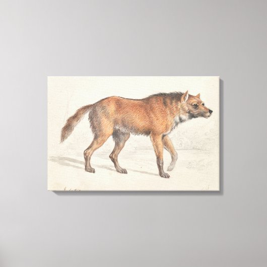 Charles Hamilton Smith - Maned Wolf Canvas Afdruk (Voorkant)