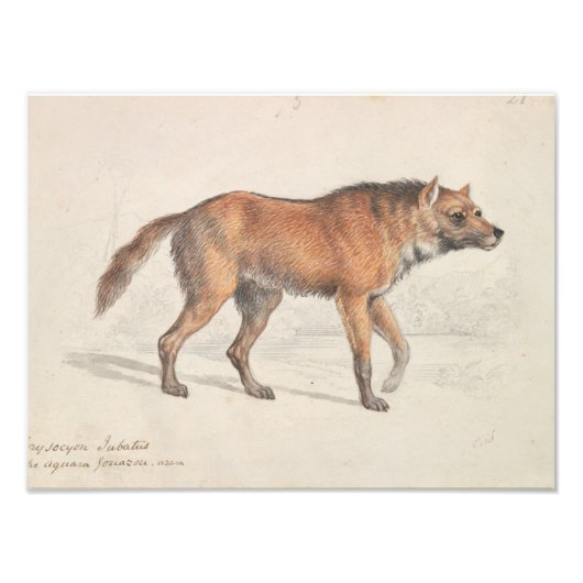 Charles Hamilton Smith - Maned Wolf Foto Afdruk (Voorkant)