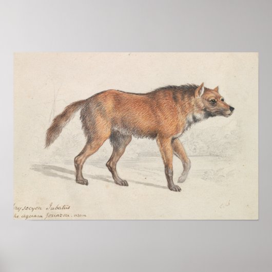 Charles Hamilton Smith - Maned Wolf Poster (Voorkant)