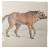 Charles Hamilton Smith - Maned Wolf Tegeltje (Voorkant)
