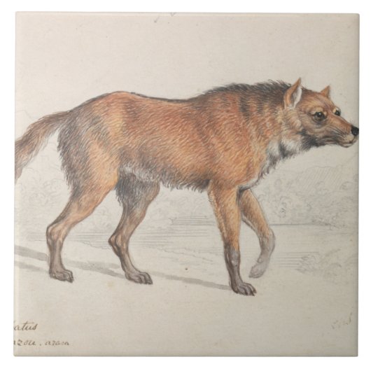 Charles Hamilton Smith - Maned Wolf Tegeltje (Voorkant)