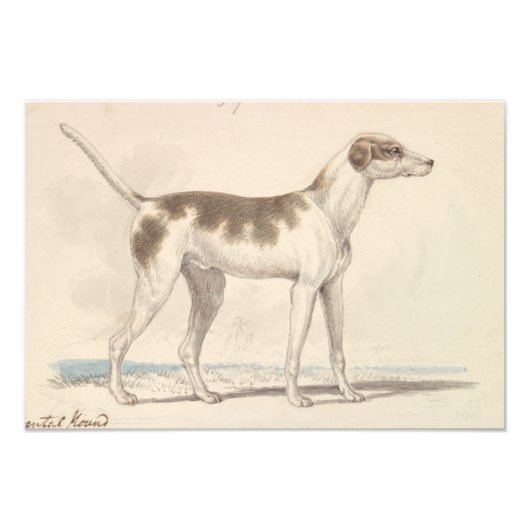 Charles Hamilton Smith - Oriental Hound Foto Afdruk (Voorkant)
