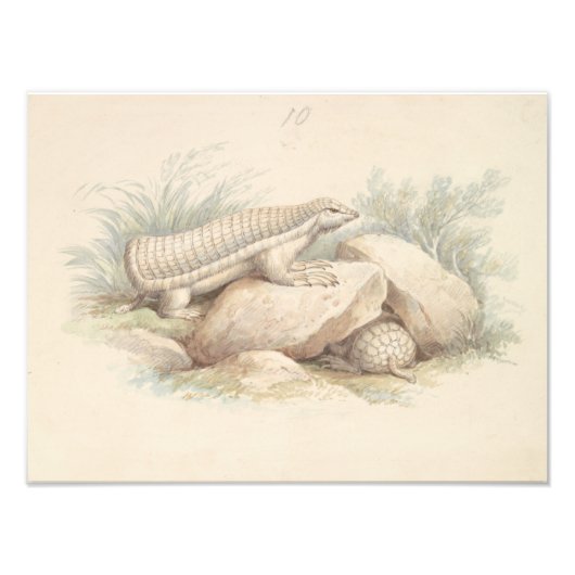 Charles Hamilton Smith - Pink Fairy Armadillo Foto Afdruk (Voorkant)