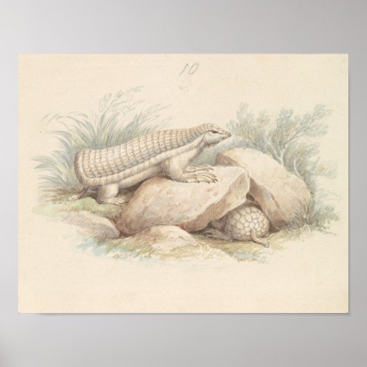 Charles Hamilton Smith - Pink Fairy Armadillo Poster (Voorkant)