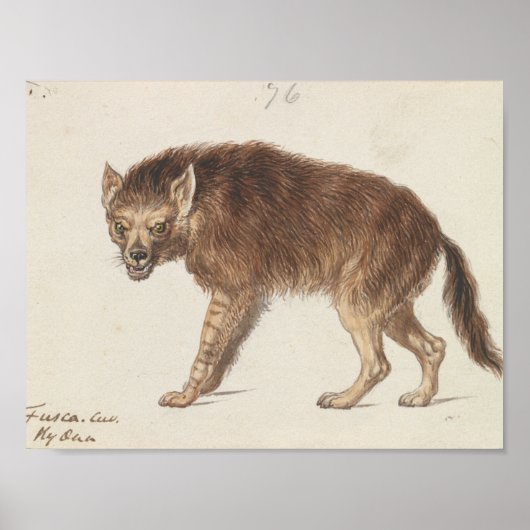 Charles Hamilton Smith - The Brown Hyena Poster (Voorkant)