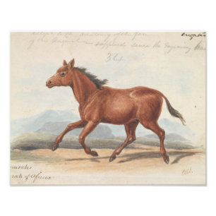 Charles Hamilton Smith - The Koomrah Horse Foto Afdruk
