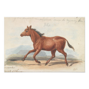 Charles Hamilton Smith - The Koomrah Horse Foto Afdruk