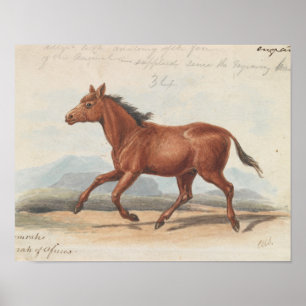 Charles Hamilton Smith - The Koomrah Horse Poster