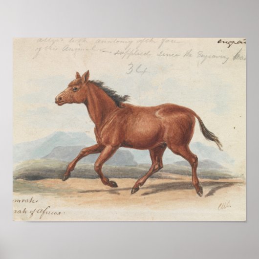 Charles Hamilton Smith - The Koomrah Horse Poster (Voorkant)