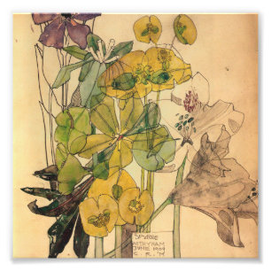 Charles Rennie Mackintosh - Spurge With Yham 1909 Foto Afdruk
