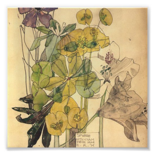 Charles Rennie Mackintosh - Spurge With Yham 1909 Foto Afdruk (Voorkant)