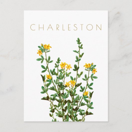  Charleston-bloem, midden eeuw Briefkaart (Voorkant)