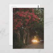 Charleston Cverkratle Myrtle Briefkaart (Voorkant / Achterkant)