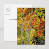 Charleston, Las Vegas, NV Aspens Briefkaart (Voorkant / Achterkant)