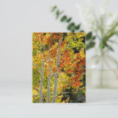 Charleston, Las Vegas, NV Aspens Briefkaart (Staand voorkant)