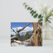 Charleston, Las Vegas, NV Briefkaart (Staand voorkant)