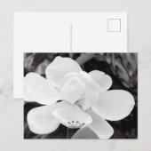 Charleston Magnolia Briefkaart (Voorkant / Achterkant)