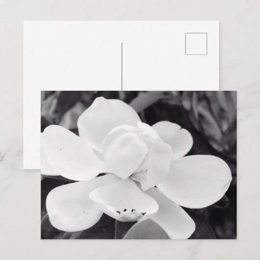 Charleston Magnolia Briefkaart (Voorkant / Achterkant)