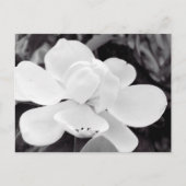 Charleston Magnolia Briefkaart (Voorkant)