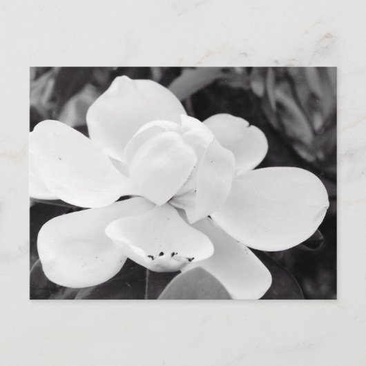 Charleston Magnolia Briefkaart (Voorkant)