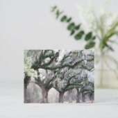 Charleston Oaks Briefkaart (Staand voorkant)