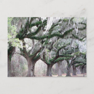 Charleston Oaks Briefkaart