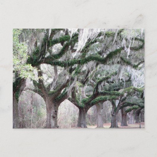Charleston Oaks Briefkaart (Voorkant)