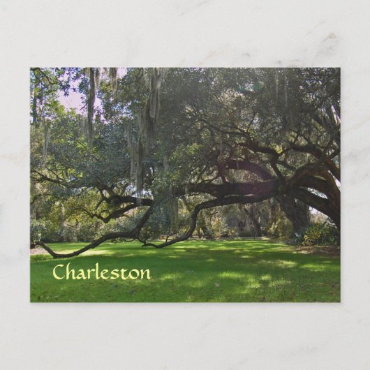Charleston Plantation Oak Trees Briefkaart (Voorkant)