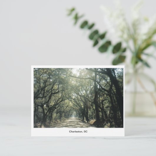 Charleston, SC Oak Trees Briefkaart (Staand voorkant)