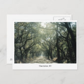 Charleston, SC Oak Trees Briefkaart (Voorkant / Achterkant)