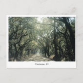 Charleston, SC Oak Trees Briefkaart (Voorkant)